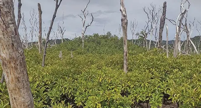 Mangrove regrowth in the Navitilevu Bay, in Ra. Photo: Conservation International Fiji