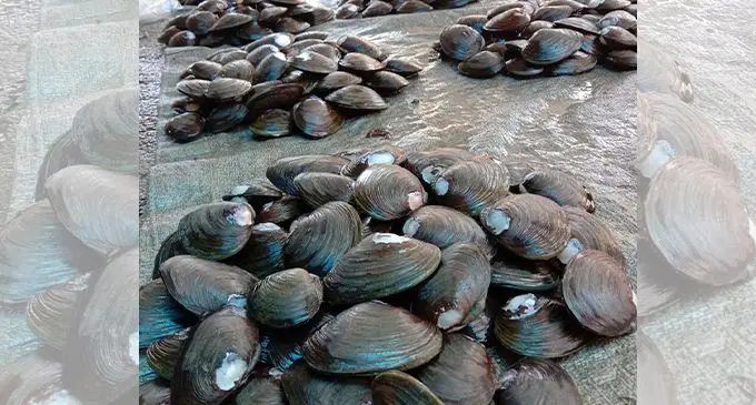 Freshwater mussles sold at the Suva Municipal Market. Photo: Laiseana Nasiga