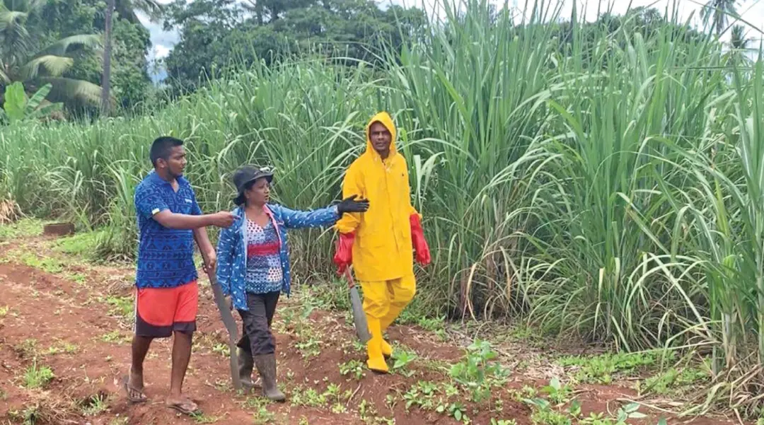 Suman Lata (centre) and her sons Yogesh and Satish Chand on their farm in Waiqele outside Labasa. Photo: Josefa Kotobalavu