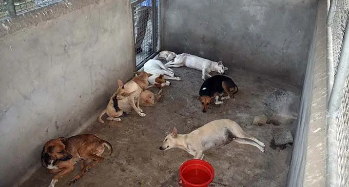 Stray dogs captured in Lautoka on June 20, 2019.  Photo: Waisea Nasokia