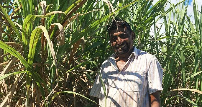 Damodaran Mudaliar at his sugarcane farm in Tuatua Labasa on May 15, 2020.