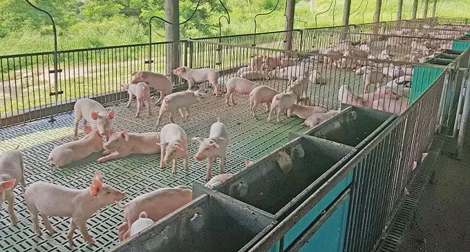 Part of the Vuda Piggery in Vuda, Lautoka. Photo: Simon Cole