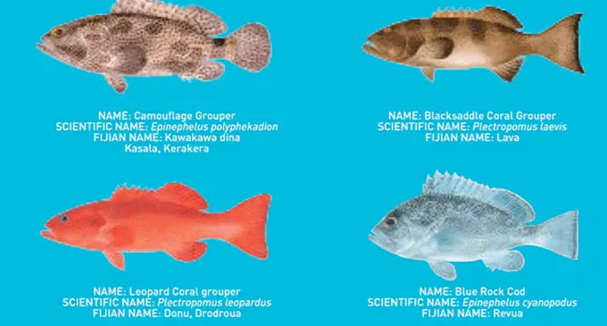 Grouper (Kawakawa) and Coral Trout (Donu). Photo: Lautoka City Council website