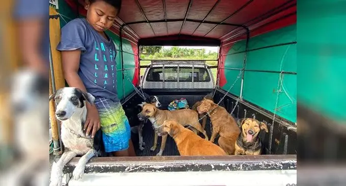 A young volunteer takes a group of dogs to be desexed. Photo: The Greater Good Foundation