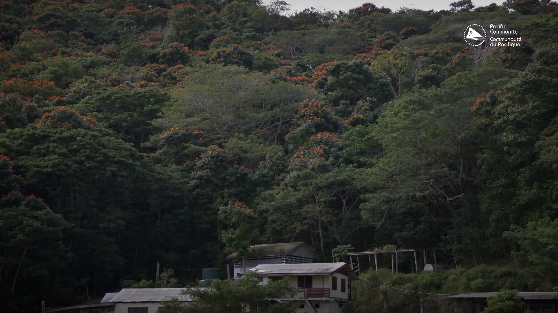 Invasive African Tulip trees.