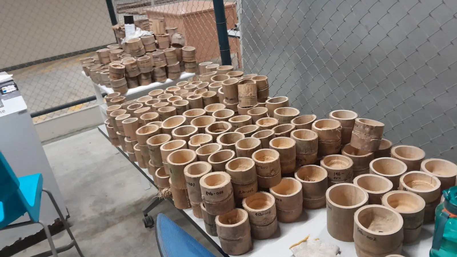 The FNU Bamboo Research Project, based at the university’s Research and Development Building at the Derrick Campus in Samabula, is focusing on the Dendrocalamus giganteus bamboo species, known for its rapid growth and high strength.