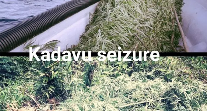 More than 1,900 plants from a farm in Lawaki and more than 230 plants from a farm in Lavidi both in the district of Nakasaleka were uprooted by Police.