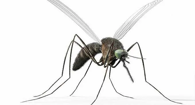Murray Valley encephalitis has been detected in Kimberley, WA, as locals and travellers are warned to protect themselves.