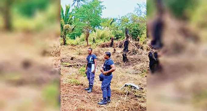Police in Taveuni have successfully apprehended a suspect involved in yaqona theft on the island. Photo: Police Media Cell 