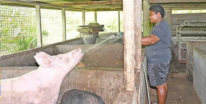 E vagunuvi ira tiko na vuaka ena wai ko Eseta Mauvu ni bera ni qai samaki na nodra vale.