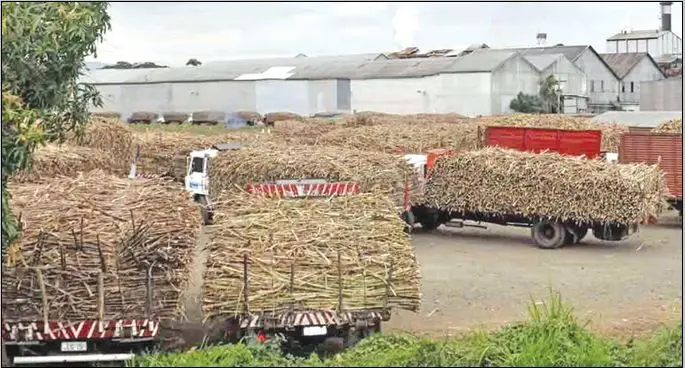 Trucks queue up at the Fiji Sugar Corporation mill in Lautoka.