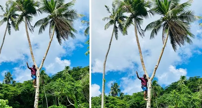 Lepani Senibua climbs the two-headed coconut tree in Rotuma. Photo: Josefa Babitu