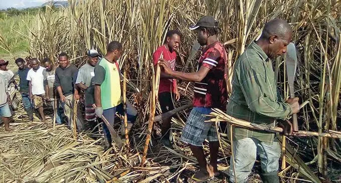 Vanuatu nationals cutting sugar cane at Balevuto in the interior of Ba on November 20, 2019. 
