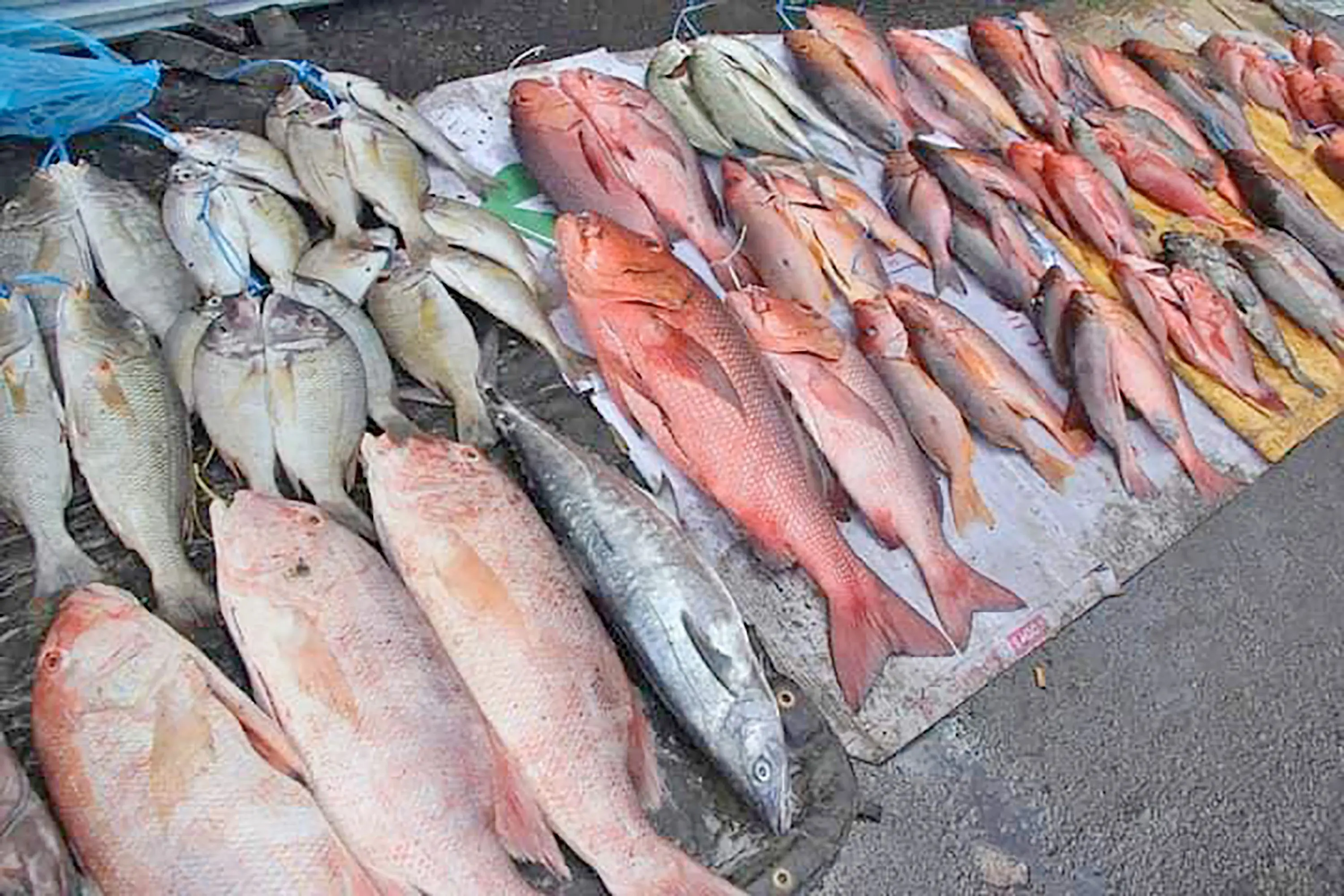 Nearly 75% of Fiji fish found with microplastics