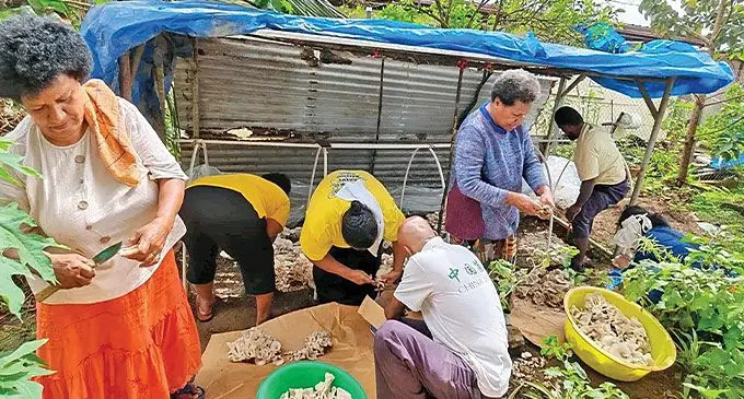 Era vulica tiko oqori na teivaki ni mushroom nai soqosoqo vakamarama na Nadawa Methodist Womens Fellowship mai vei iratou na China – Fiji Juncao Tehnology Demonstration.