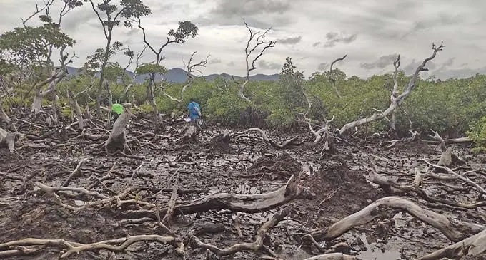 A mangrove area that was severely damaged by Tropical Cyclone Winston in 2016. Photo: Conservation International Fiji