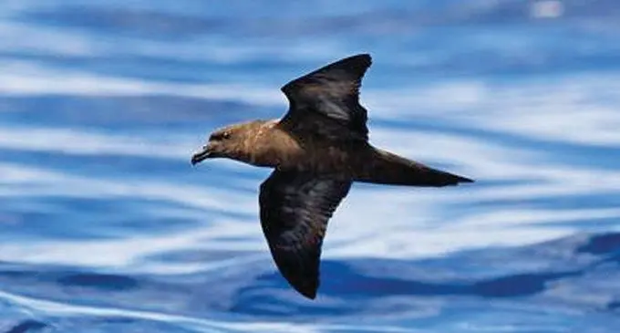 Fijian Petrel –  (Kacau Ni Gau).