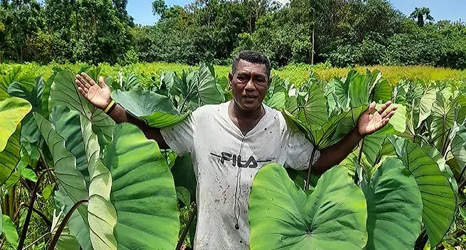 Raymond Nawalu on his dalo plantation. Photo: Fiji Corrections Service