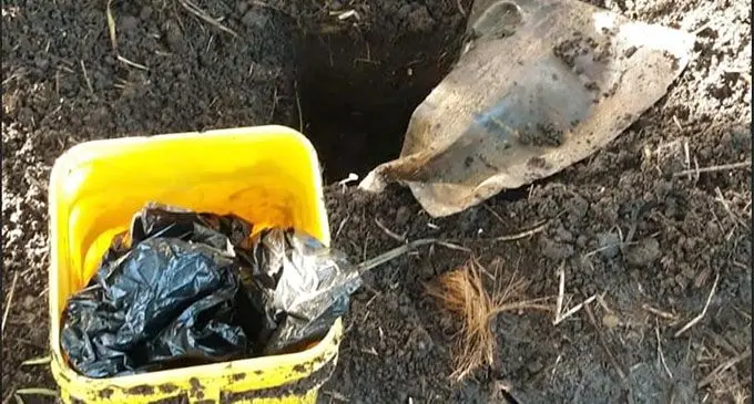The bucket which contained the rolls was buried underground near the home of a 50-year-old suspect in Dravuniivi, Ra.