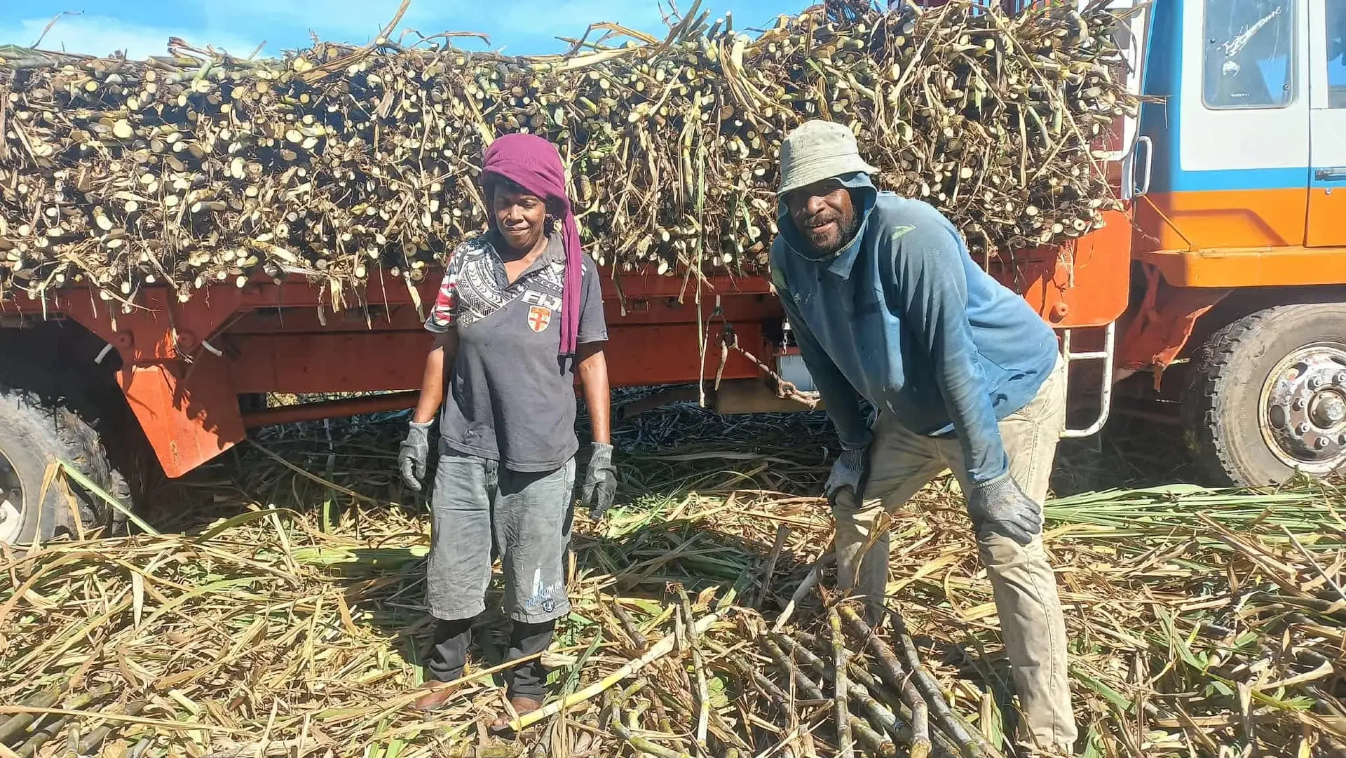 Women sugarcane harvesters in the field in the Western Division.