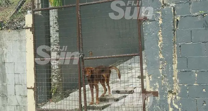 One of the dogs at the Raiwai home. Photo: Kelera Sovasiga