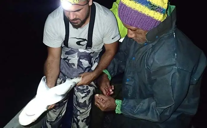 Researcher Andrew Paris with community rep Tomasi Bula through obtaining a fin clip for DNA analysis to explain how to identify the presence/absence of claspers which determine sex for a blacktip shark. Photo: WWF-Pacific / Opeti Vateitei.