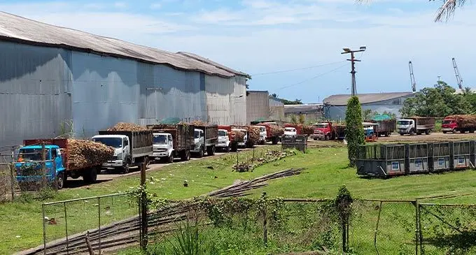Cane trucks lined up at the Lautoka Mill on November 8, 2022. Photo: Nicolette Chambers