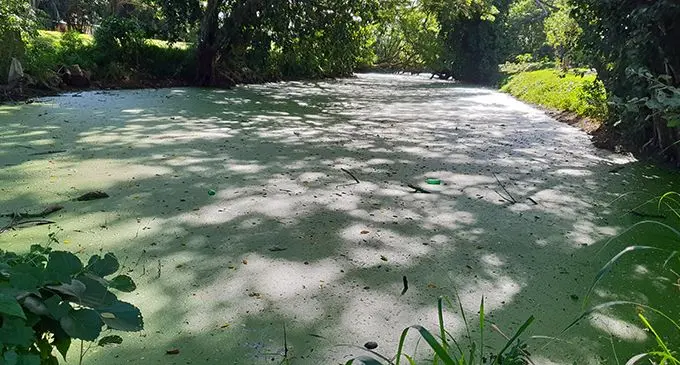 The pond opposite Navatulevu Village in Nadi where Penaia Driu fell into and drowned on June 24, 2019.  Photo: Nicolette Chambers 