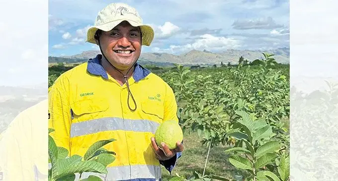 Ko Paula Veiba na turaga ka taukena tiko na Nawerewere Farm ka tiko e Namada mai Ba. E tu mai dakuna na nona loga ni vei quwawa.
