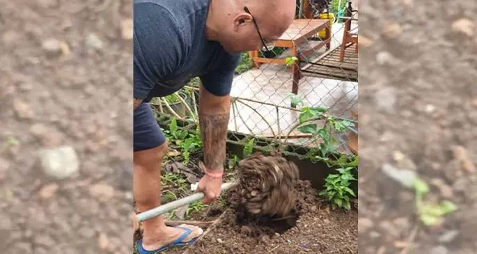 Weighlifting Fiji coach Henry Elder preparing his vegetable garden at their home in Salima Street. Photo: Della Shaw-Elder.