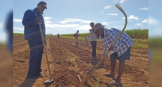 Fiji Sugar Corporation field man Abdul Tazim, Vacolo Bugale, Bili Susudogo, Ritesh Kumar and Ravuama Qito working on a sugarcane field at Drasa in Lautoka. Photo: Nicolette Chambers