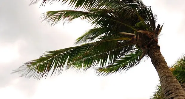 eight_col_wind
