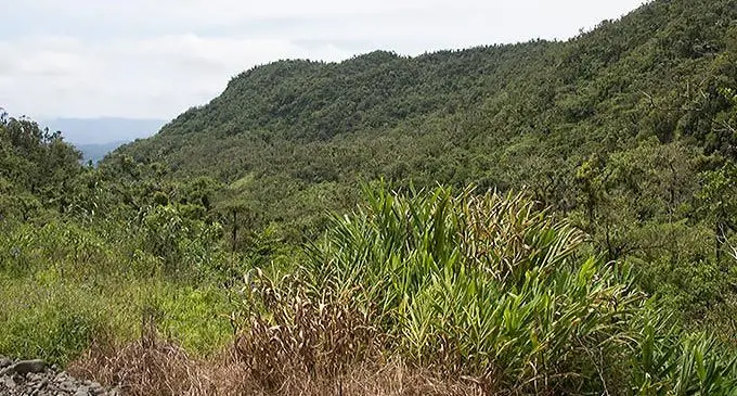 Monasavu forest area, one of the many bird watching locations in Fiji. Source: www.aladdin.st/