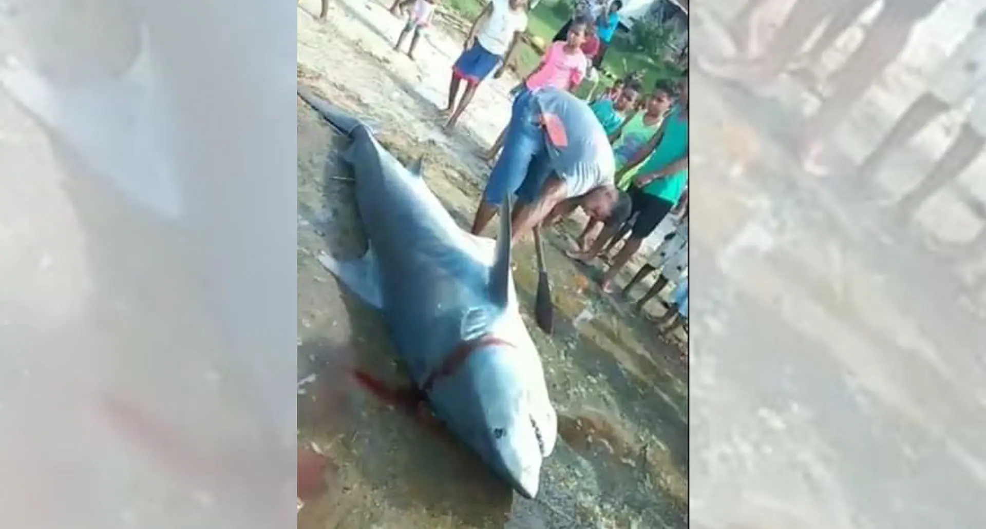 Video grabs of the shark was taken as fishers cut open its belly and found a whole turtle still intact (inset).  