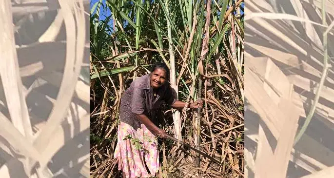 Parvati, 69, of Macuata, is at the cane field at 5am daily.