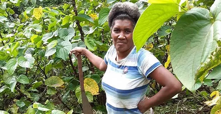 Nanise Tabua at her yaqona farm in Dogoru, in Labasa.