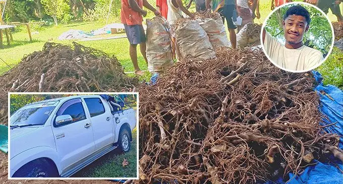 Petero Maciu (top insert) with his first yaqona harvest in 2023 that brought in more than $11,000. (Insert) The new twin cab that he recently bought.