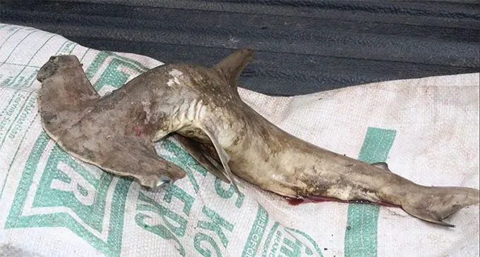 One of the dead baby hammerhead shark that was found by fish vendors near Nokonoko, Laucala Beach. Photo: Simione Haravanua