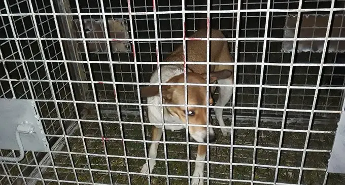 Stray dogs being trapped in Lautoka during the intensive Stray Dog campaign. Photo: Ministry of Agriculture.