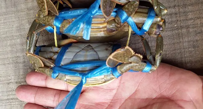 Undersize crabs that were released at the Royal Suva Yacht Club. Photo: Jonathan Smith.