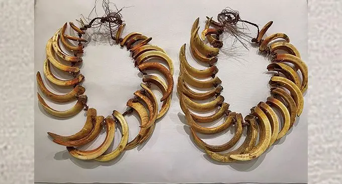 The two boar tusk necklaces . Photo: Courtesy of the Trustees of the Fiji Museum.