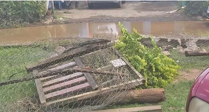 This is what's left of Sofia Farzana's fence after it was taken down.