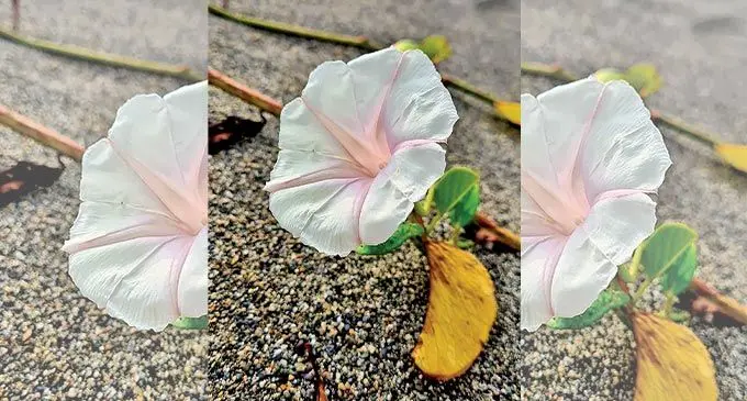 A rare Morning Glory found on the park’s beach front.