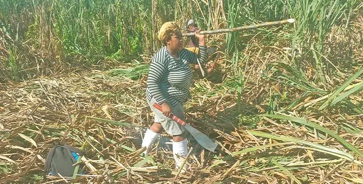 Women of Nawaicoba Nadi harvesting sugarcane.