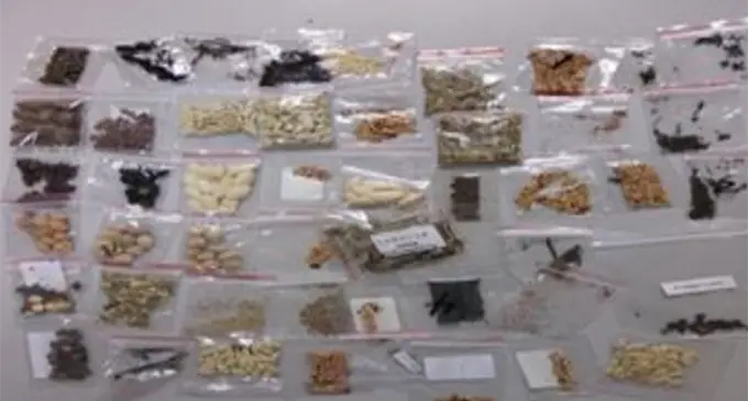 The range of Biosecurity regulated items (seeds) intercepted during a single day’s screening at a post- office. These were all imported by individuals via online buying and the items come through regular or registered mail.