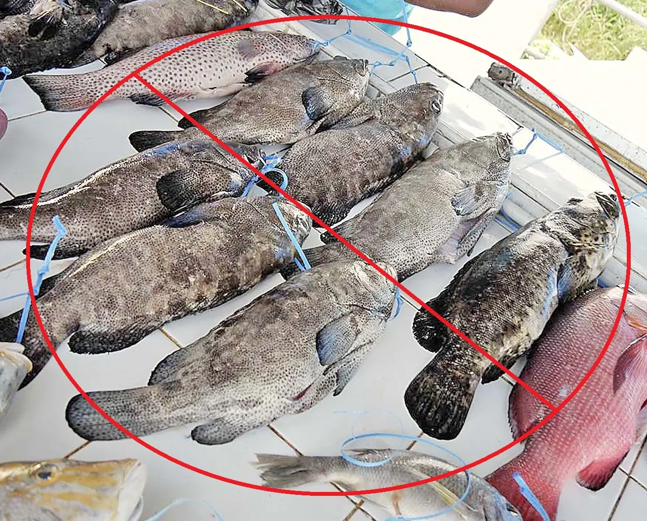 Kawakawa and donu are among species subject to a seasonal fishing ban, which remains in place until October 1.