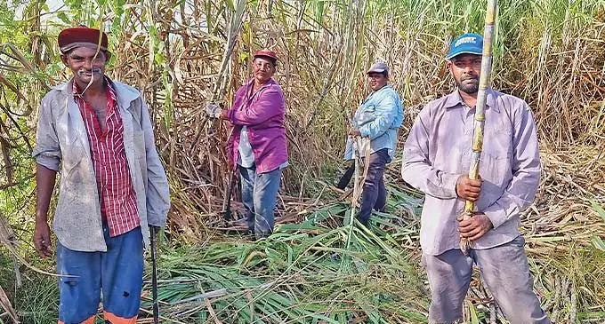 From left: Atish Deo, 49, female sugarcane farmers, Suruj Kumari, 50, Poonam Prasad and Ronal Krishna, 33, harvests cane in Wailevu, Labasa, on June 1, 2023.