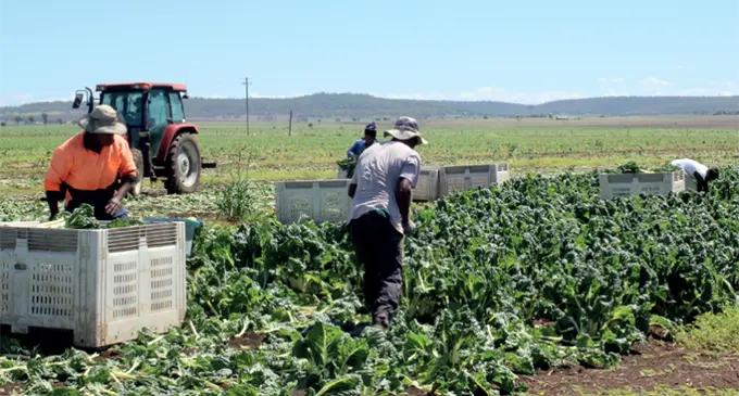 Seasonal workers harvesting vegetables