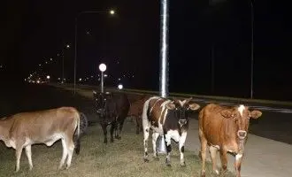 Stray Animals
