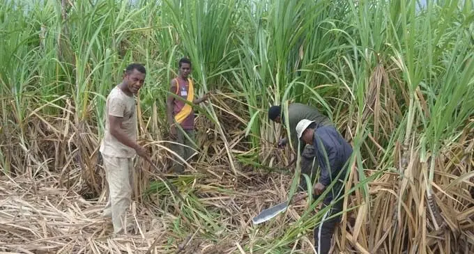 Sugarcane farmers